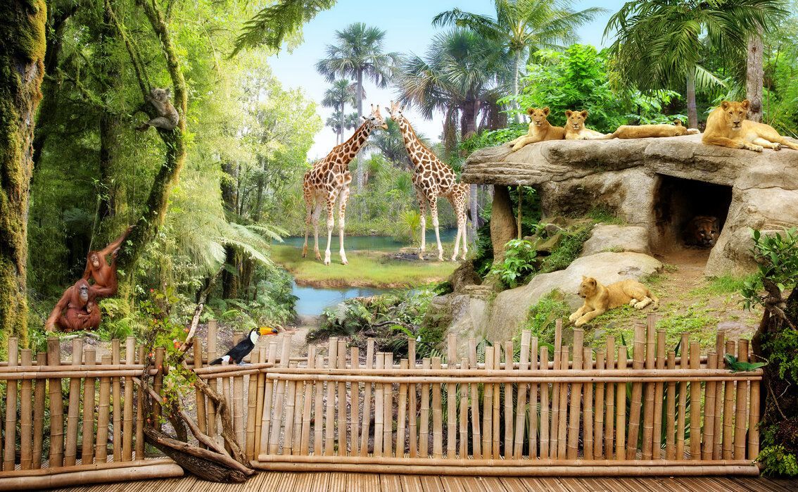 Zoo Token Airdrop- Everything You Need to Know